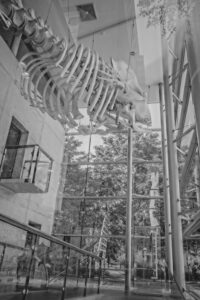 Het Natuurhistorisch Rotterdam: (Whale Skeleton Pavilion)