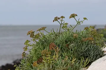 Crithmum maritimum (sea fennel) growing along the coast