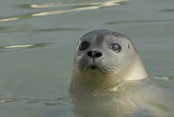 Close-up of a common seal (Phoca vitulina)