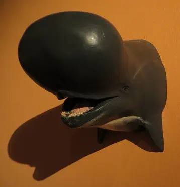 Platalearostrum hoekmani 1