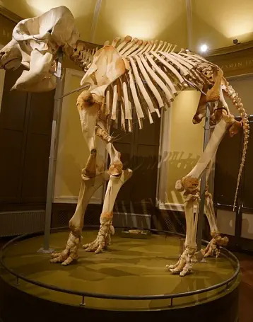 Natuurhistorisch Museum Rotterdam 20190511 olifant Ramon