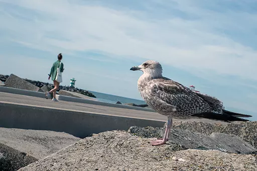 Seagull on basalt blocks at the northern harbor head of Scheveningen.